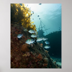 Scheepswrak verborgen achter een rif poster