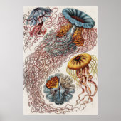 Scheepvaart - Poster Ernst Haeckel (Voorkant)