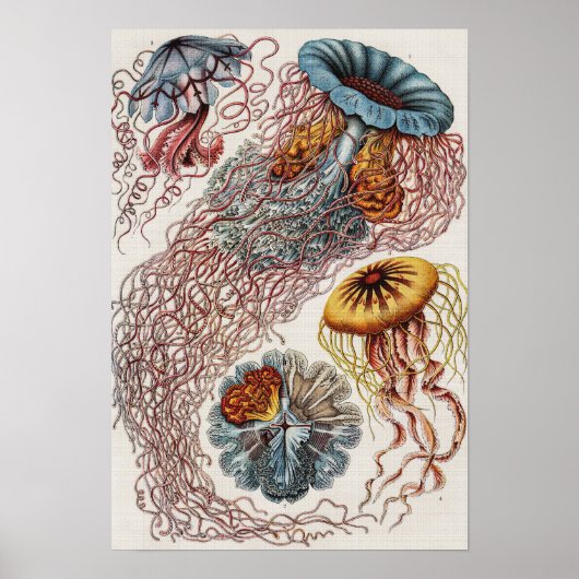 Scheepvaart - Poster Ernst Haeckel (Voorkant)
