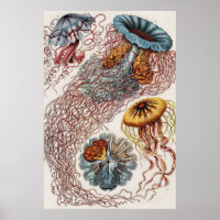 Scheepvaart - Poster Ernst Haeckel