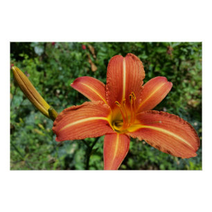 scheerlelie perfect poster