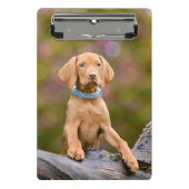 Scheerpups Hongaarse Vizsla Dog Puppy Photo // Mini Klembord (Voorkant)