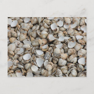 Schelp achtergrond briefkaart