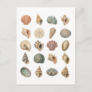 Schelp Collage Briefkaart