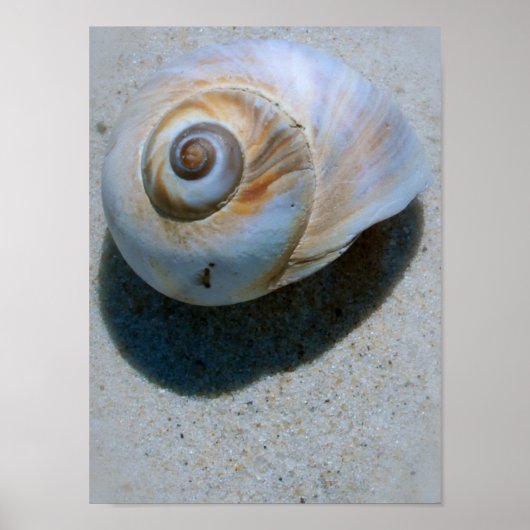 schelp poster (Voorkant)