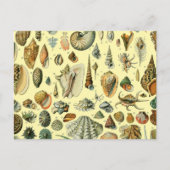 schelp schelp schelp schelp schelp elegante klassi briefkaart (Voorkant)