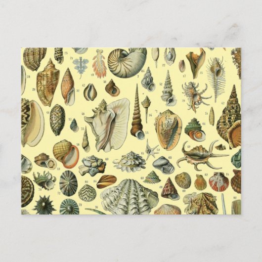 schelp schelp schelp schelp schelp elegante klassi briefkaart (Voorkant)