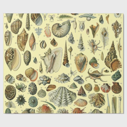 schelp schelp schelp schelp schelp elegante klassi cadeaupapier (Vlak)