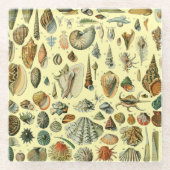 schelp schelp schelp schelp schelp elegante klassi glazen onderzetter (Voorkant)