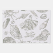 schelp schelp schelp schelp schelp elegante klassi inpakpapier vel (Voorkant 2)