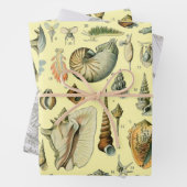 schelp schelp schelp schelp schelp elegante klassi inpakpapier vel (In situ)