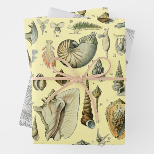 schelp schelp schelp schelp schelp elegante klassi inpakpapier vel (In situ)