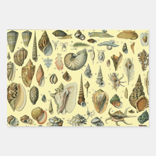 schelp schelp schelp schelp schelp elegante klassi inpakpapier vel (Voorkant)