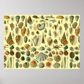 schelp schelp schelp schelp schelp elegante klassi poster (Voorkant)