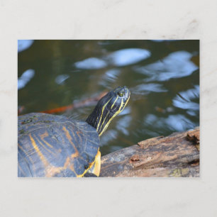 schelpdierschildpad uit de schelp briefkaart