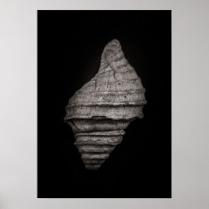 Schelpen nr. 10 poster