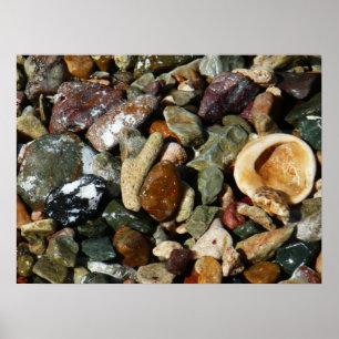 Schelpen, rotsen en koraal Natuur Fotografie Poster