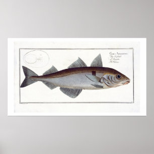 Schelvis (Gadus Aeglefinus) bord LXII uit Ichthy Poster