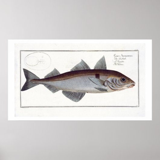 Schelvis (Gadus Aeglefinus) bord LXII uit Ichthy Poster (Voorkant)