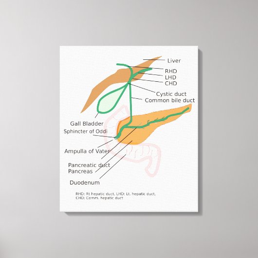 Schéma du système biliaire sur toile Diagramme de (Recto)