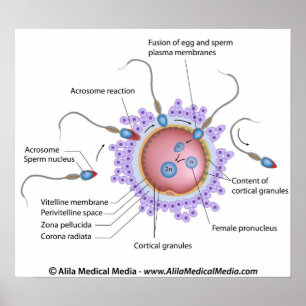 Schema met het opschrift Fertilization Poster