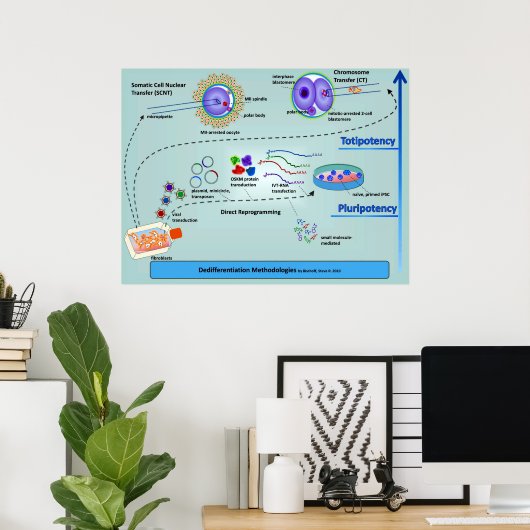 Schema van cellulaire differentiatiemethoden poster (Thuiskantoor)
