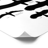 Schema van de anatomie van vogelvleugels poster (Hoek)