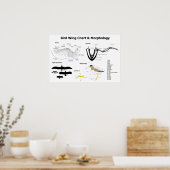 Schema van de anatomie van vogelvleugels poster (Keuken)