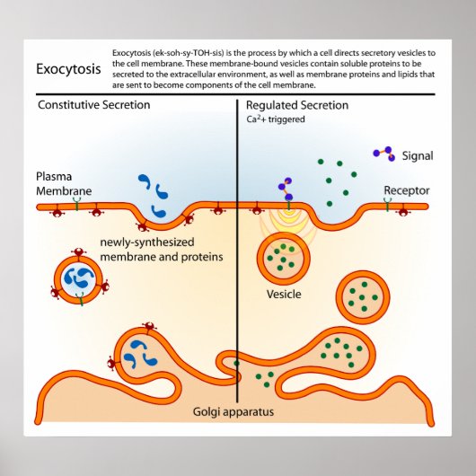 Schema van de cellulaire procesexocytose poster (Voorkant)