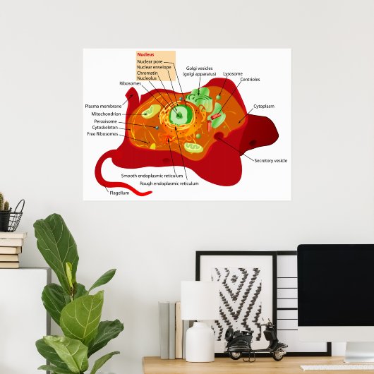 Schema van de celstructuur van een dierlijke cel poster (Thuiskantoor)