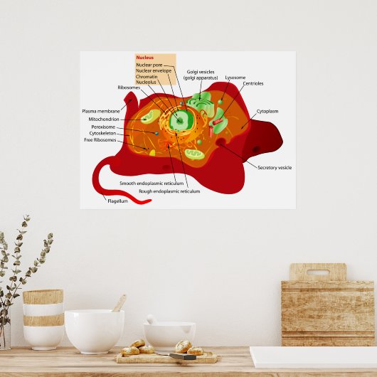 Schema van de celstructuur van een dierlijke cel poster (Keuken)
