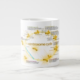 Schema van de centraalcyclus jumbo beker