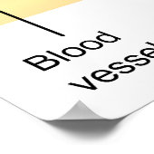 Schema van de dwarsdoorsnede van een algemeen mens poster (Hoek)