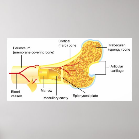 Schema van de dwarsdoorsnede van een algemeen mens poster (Voorkant)