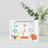 Schema van de fundamentele functies van het zenuws briefkaart (Staand voorkant)