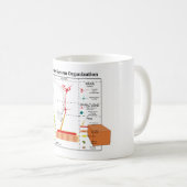 Schema van de fundamentele functies van het zenuws koffiemok (Voorkant rechts)