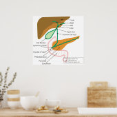 Schema van de galblaas van het humane galstelsel poster (Keuken)