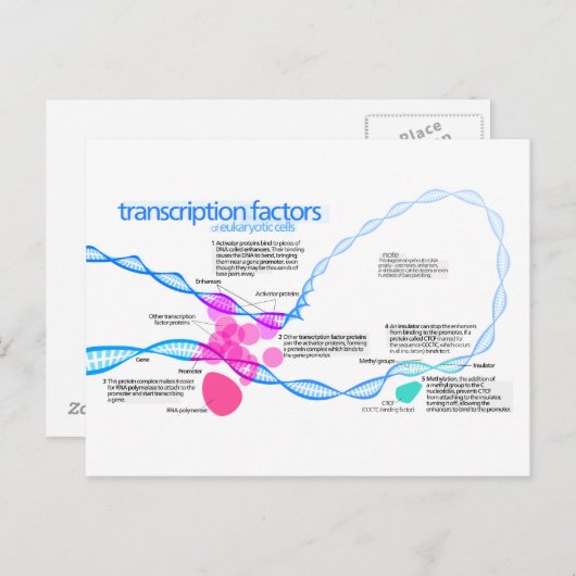 Schema van de gentranscriptiefactoren briefkaart (Voorkant / Achterkant)
