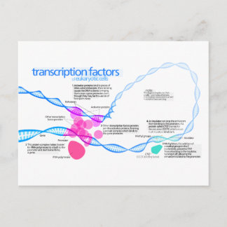 Schema van de gentranscriptiefactoren briefkaart