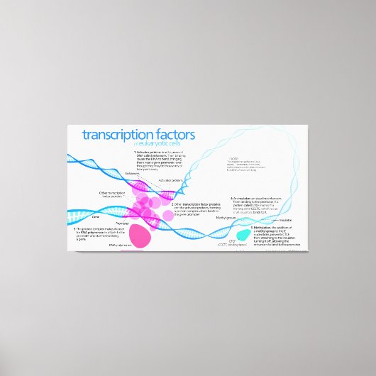 Schema van de gentranscriptiefactoren canvas afdruk (Voorkant)