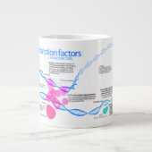 Schema van de gentranscriptiefactoren jumbo beker (Voorkant)