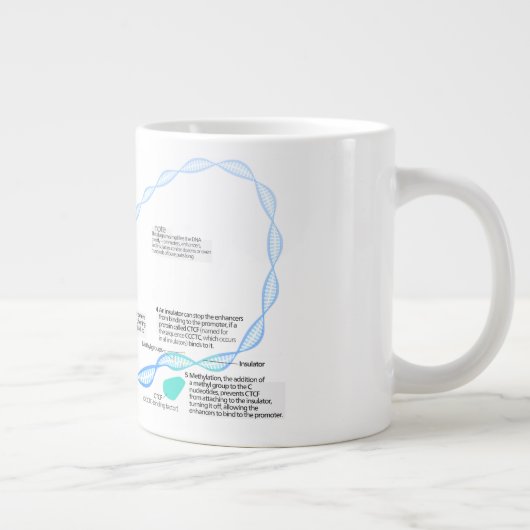 Schema van de gentranscriptiefactoren jumbo beker (Rechts)