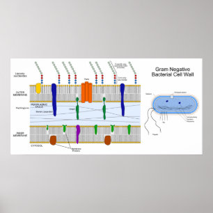 Schema van de Gram Negative Bacteria Cell Wall Poster