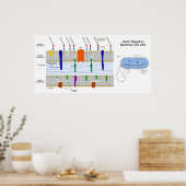 Schema van de Gram Negative Bacteria Cell Wall Poster (Keuken)