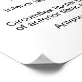 Schema van de hoofdslagaders in de dij poster (Hoek)