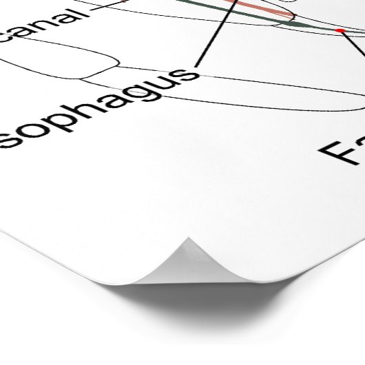 Schema van de interne anatomie van een Vrouw spin Poster (Hoek)