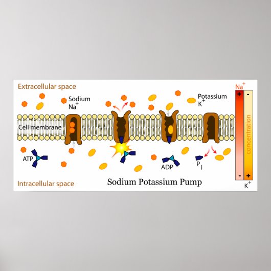 Schema van de kaliumpomp in natrium poster (Voorkant)