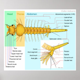 Schema van de Larva van een "Mosquito Culex Restua Poster