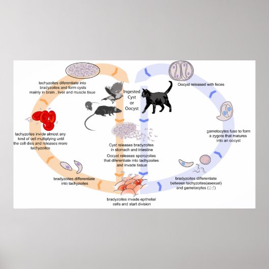 Schema van de levenscyclus van Toxoplasma Gondii Poster (Voorkant)