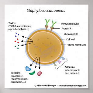 Schema van de Staphylococcus aureus bacterium met  Poster